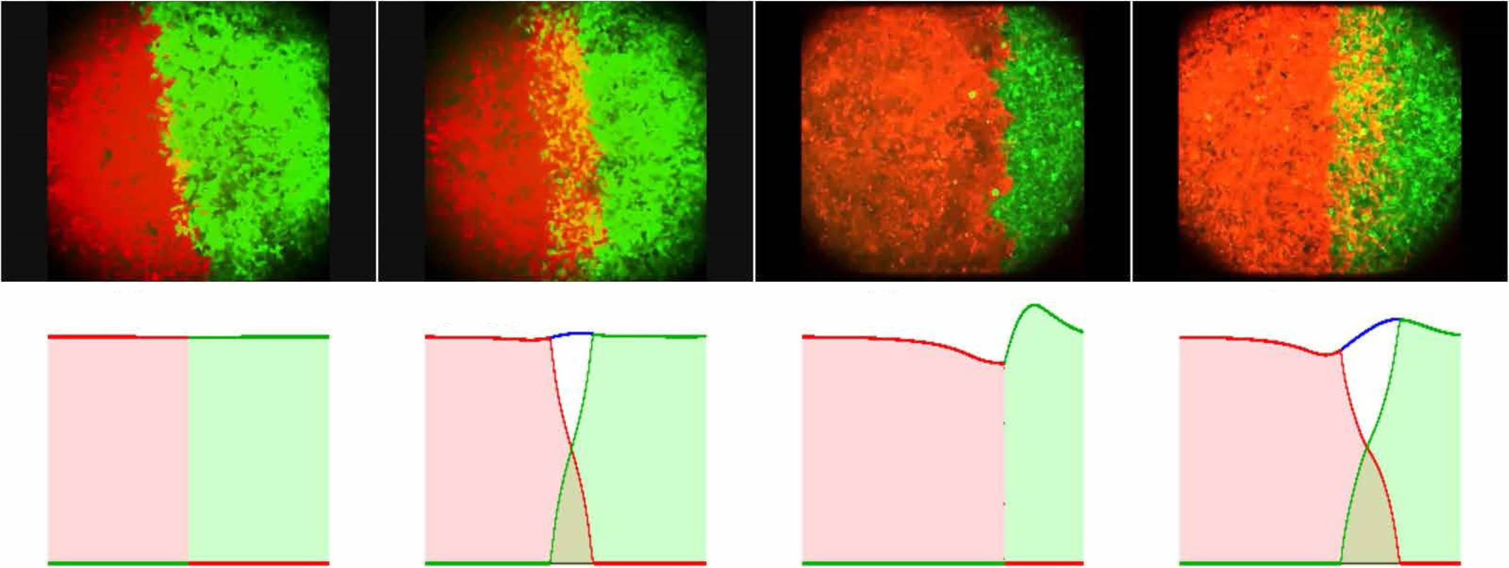 &lt;strong&gt;Figure 3.&lt;/strong&gt; &lt;em&gt;In vitro&lt;/em&gt; experiments from [11] compared to &lt;em&gt;in silico&lt;/em&gt; experiments from [7]. The numerical schemes are based on finite volumes, as in [2]. A corresponding animation is &lt;a href=&quot;https://figshare.com/articles/media/Front_propagation_and_intermingling_of_cell_types_experiments_versus_mathematical_model_simulations_/7707890?file=14343011&quot; target=&quot;_blank&quot;&gt;available online.&lt;/a&gt; Figure adapted from [7].