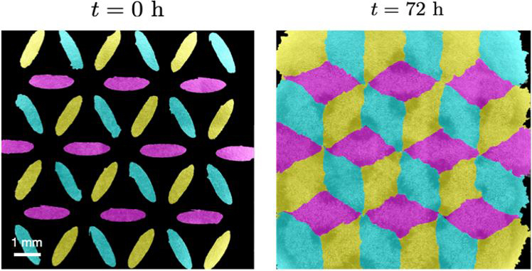 &lt;strong&gt;Figure 3.&lt;/strong&gt; The self-assembly of complex composite sheets to reproduce a tri-tissue tessellation inspired by M.C. Escher’s artwork. Figure adapted from [3].