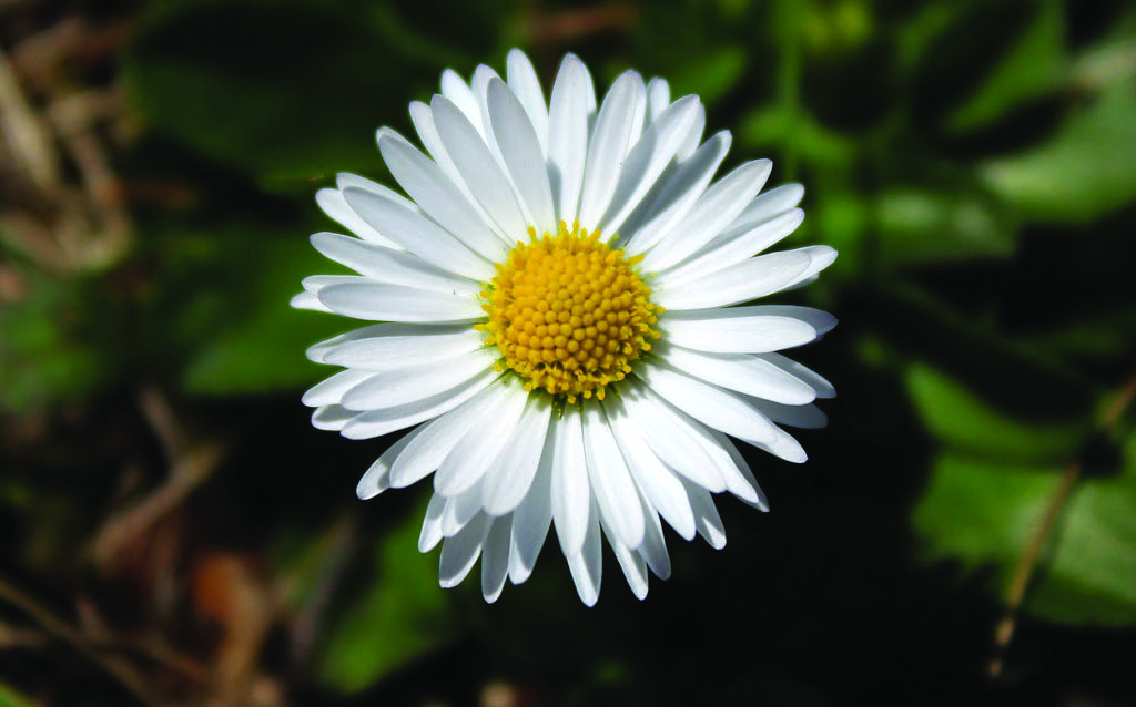 &lt;strong&gt;Figure 1.&lt;/strong&gt; A daisy is a prime example of a flower with apparent rotational and reflection near-symmetries. The challenge is recognizing the symmetries that are real properties of the species and identifying their levels of robustness between plants. Public domain image.