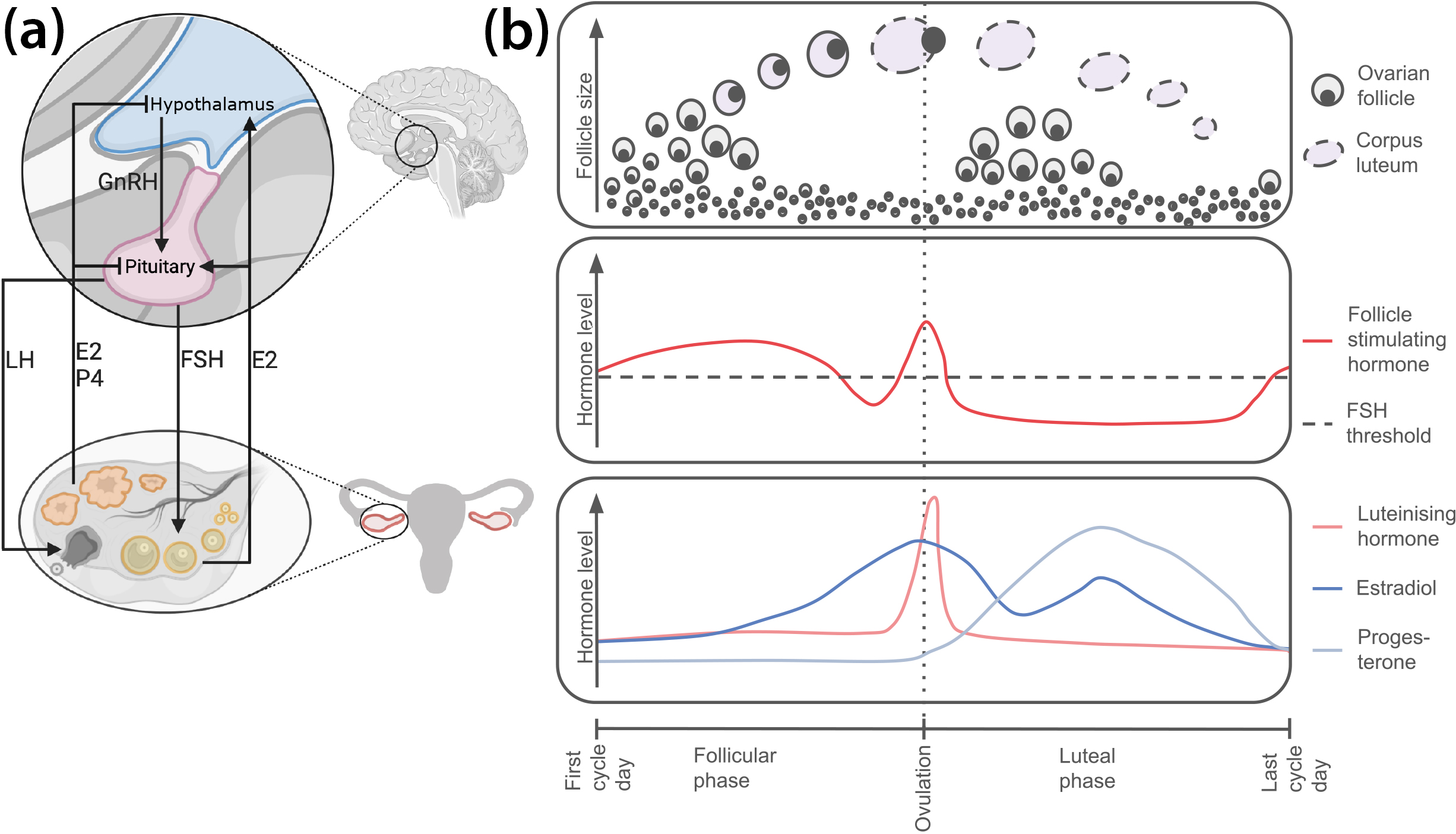 &lt;strong&gt;Figure 1.&lt;/strong&gt; Schematic representation of the key steps and regulator aspects of the human menstrual cycle. &lt;strong&gt;1a.&lt;/strong&gt; Endocrine regulation of the hypothalamic-pituitary-gonadal (HPG) axis (hypothalamus in blue, pituitary in pink, ovaries in red, ovarian follicles in yellow, and corpus luteum in orange). &lt;strong&gt;1b.&lt;/strong&gt; Hormone and follicle dynamics throughout one menstrual cycle. Figure 1a courtesy of [5] and created with &lt;a href=&quot;https://www.biorender.com/&quot; rel=&quot;noopener noreferrer&quot; target=&quot;_blank&quot;&gt;BioRender&lt;/a&gt;; Figure 1b courtesy of [3].