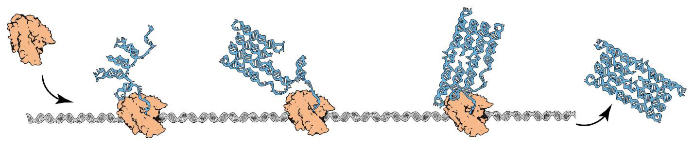 &lt;strong&gt;Figure 1.&lt;/strong&gt; RNA origami. The transcript (blue) folds into a rectangular tile while being synthesized by the RNA polymerase (orange). Image courtesy of [5].