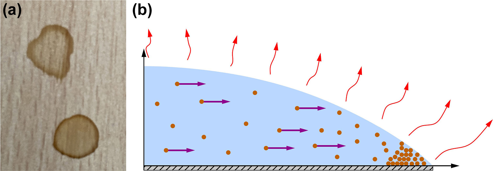 &lt;strong&gt;Figure 1.&lt;/strong&gt; The coffee ring effect. &lt;strong&gt;1a.&lt;/strong&gt; The ring-like stain after a coffee spill evaporates from a tabletop. &lt;strong&gt;1b.&lt;/strong&gt; A schematic that illustrates the physics of ring formation. As the droplet evaporates, its contact line remains pinned at a particular location, which results in an outward flux of particles to conserve mass (purple arrows). This flux leads to an accumulation at the contact line, which forms the ring. Figure courtesy of Madeleine Moore.