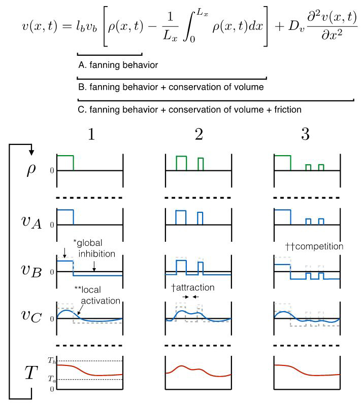 &lt;strong&gt;Figure 2.&lt;/strong&gt; A schematic demonstrating the mechanisms of self-organization that emerge from the model. The fluid conservation equation is broken down into components: \(A\) is the direct result of fanning behavior, \(B\) is conservation of volume, and \(C\) is friction (or effective diffusion of velocity). The following variables are plotted: the distribution of fanners (\(\rho\)); velocity, calculated based only on fanning behavior (\(v_A\)); velocity, calculated based on fanning and conservation (\(v_B\)); velocity, calculated based on fanning, conservation, and friction (\(v_C\)); and temperature profile (\(T\)). Scenario 1 is a simple example that illustrates how volume conservation contributes to global inhibition of fanning behavior, and how fanning contributes to local activation. In other words, bees are more likely to fan adjacent to other fanning bees due to friction/diffusion. Scenario 2 illustrates a case in which friction/diffusion drives attraction between adjacent fanning groups. As a result, fanners are more likely to fan between fanning groups. Finally, Scenario 3 illustrates the potential for conservation of volume to act as a global inhibitor. Large fanning groups are more likely to grow and smaller groups are more likely to shrink and disappear due to this competition. Figure courtesy of [5].