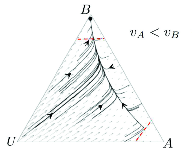 &lt;strong&gt;Figure 3.&lt;/strong&gt; Trajectories to the one steady-state outcome—a quorum committed to site &lt;em&gt;B&lt;/em&gt;, and the remaining few either undecided &lt;em&gt;U&lt;/em&gt; or committed to site &lt;em&gt;A&lt;/em&gt;—for a swarm of honeybees deciding between nest sites &lt;em&gt;A&lt;/em&gt; and &lt;em&gt;B&lt;/em&gt; when &lt;em&gt;B&lt;/em&gt; is of higher value than &lt;em&gt;A&lt;/em&gt; and both are sufficiently valuable. Image courtesy of [1].