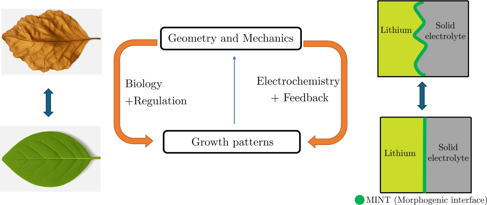 &lt;strong&gt;Figure 2.&lt;/strong&gt; Schematic of growth and regulation in leaves and solid-state lithium batteries. Shape change is triggered by the addition or removal of materials—e.g., cell division and expansion in plants and lithium deposition and creep in batteries—which causes mechanical stress. When unregulated, such stresses do not yield flat shapes. Figure courtesy of the author.