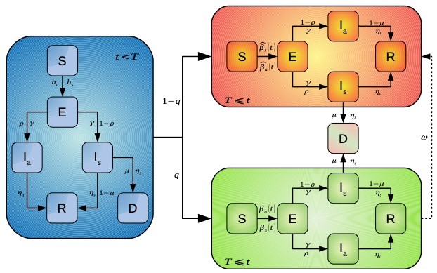 <strong>Figure 2.</strong> A mathematical model of SARS-CoV-2 that explicitly focuses on splitting a population that is undergoing a selective lockdown. Each population on the right side of the diagram is characterized by a different time-dependent effective contact rate. Figure courtesy of Manuel Adrian Acuña-Zegarra.