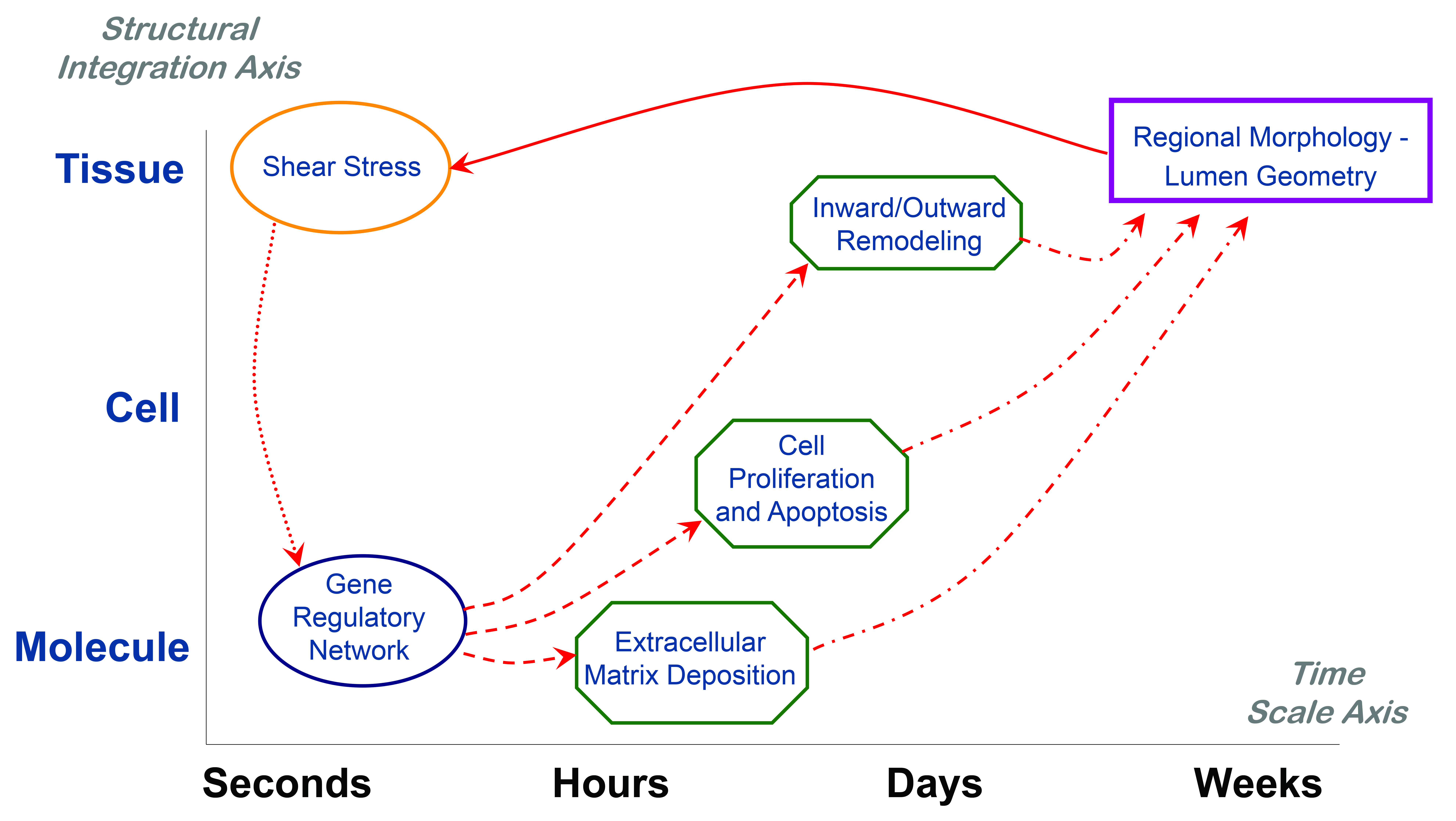 &lt;strong&gt;Figure 1.&lt;/strong&gt; A loop of interdependent events, where the dynamic interplay between physical forces and gene networks regulates the early graft remodeling and describes the graft arterialization process. Image courtesy of [2].