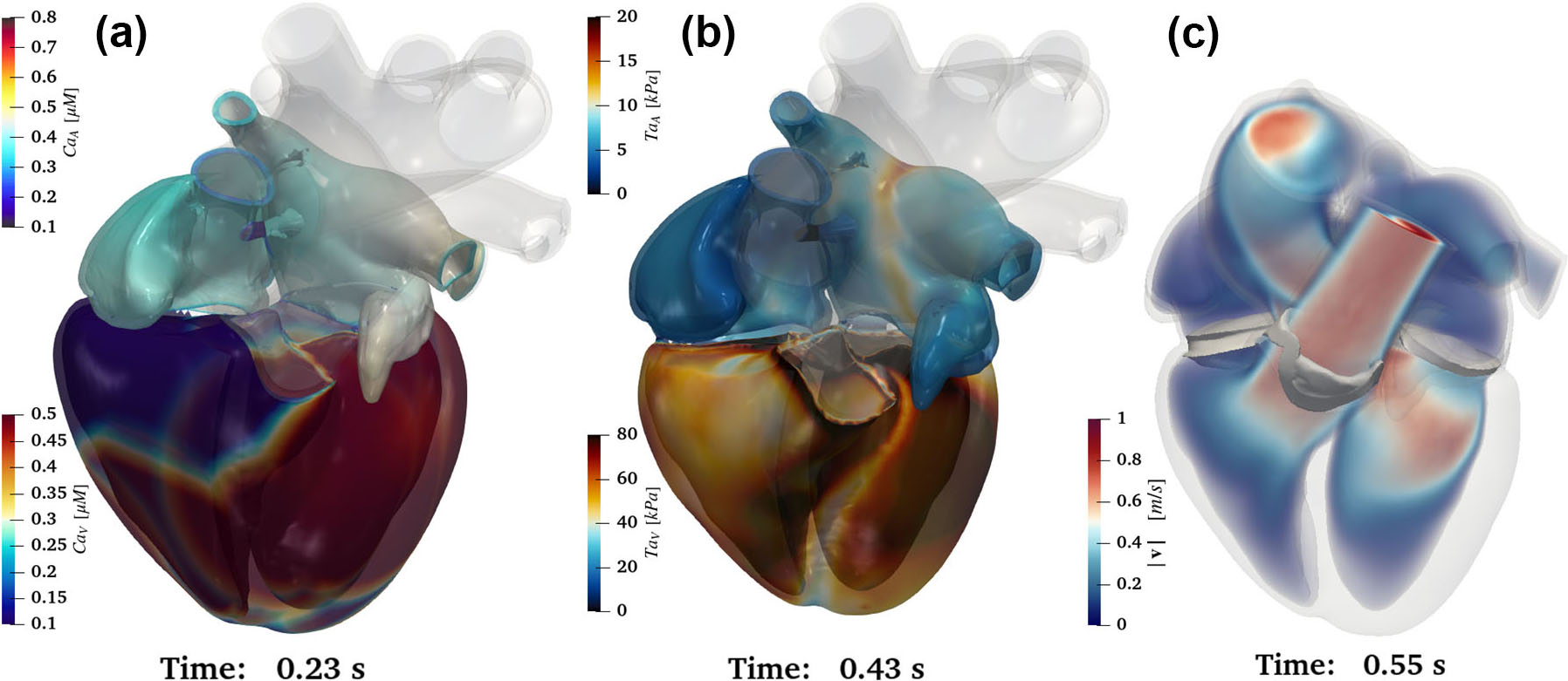 &lt;strong&gt;Figure 1.&lt;/strong&gt; A snapshot of the numerical solution of three physical variables—the concentration of calcium ions &lt;strong&gt;(1a)&lt;/strong&gt;, active tension &lt;strong&gt;(1b)&lt;/strong&gt;, and intensity of blood velocity &lt;strong&gt;(1c)&lt;/strong&gt;—at three different instants of a heartbeat that lasts 0.8 seconds. Figure courtesy of Roberto Piersanti and numerical simulations courtesy of [2, 3].