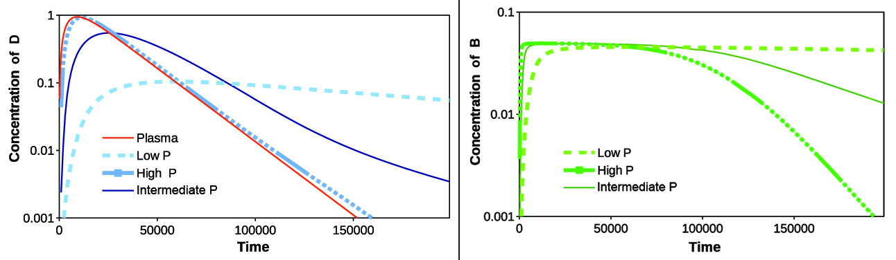 &lt;strong&gt;Figure 4.&lt;/strong&gt; Influence of permeability through the blood-brain barrier (BBB). The effect of changing permeability &lt;em&gt;P&lt;/em&gt; on the log concentration-time profiles of &lt;em&gt;D&lt;/em&gt; and &lt;em&gt;B&lt;/em&gt; for low, intermediate, and high &lt;em&gt;P&lt;/em&gt;. Figure courtesy of [4].