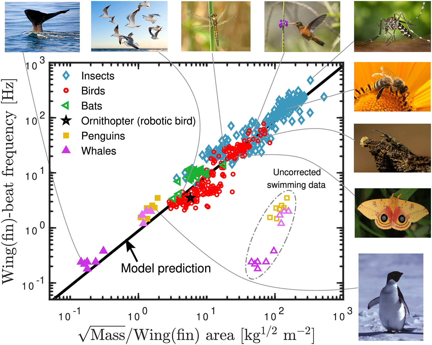 &lt;strong&gt;Figure 1.&lt;/strong&gt; Wing/fin-beat frequency (y-axis) versus the square root of animal mass divided by the wing/fin area (x-axis). The black line depicts predicted values from the model and the colored shapes represent real data from different flying and swimming animals, ranging from insects to whales. Figure courtesy of [4].