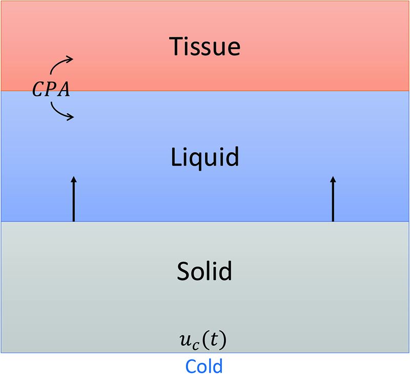 <strong>Figure 1.</strong> The model domain, which consists of solid, liquid, and tissue layers. Figure courtesy of Jessica Masterson.