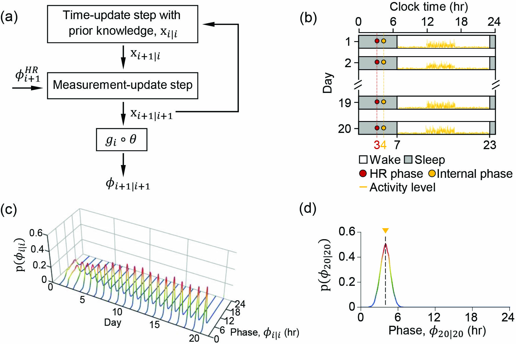 &lt;strong&gt;Figure 2.&lt;/strong&gt; The level set Kalman filter framework accurately estimates the evolution of the internal circadian phase’s posterior distributions. &lt;strong&gt;2a.&lt;/strong&gt; Graphical illustration of the algorithm. &lt;strong&gt;2b.&lt;/strong&gt; A virtual scenario that captures a typical human lifestyle. &lt;strong&gt;2c.&lt;/strong&gt; Evolution of the internal circadian phase’s posterior distributions over 20 days. &lt;strong&gt;2d.&lt;/strong&gt; The posterior distribution on the last day. The triangle and dashed line denote the true internal phase. Figure courtesy of [4].
