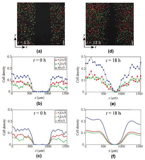 &lt;strong&gt;Figure 2.&lt;/strong&gt; Comparison of experiential images, experiential data, and solutions of the new mathematical model for scratch assays with FUCCI-transduced melanoma cells. &lt;strong&gt;2a-2c.&lt;/strong&gt; Initial condition for experimental modelling comparison &lt;em&gt;t=0h&lt;/em&gt;. &lt;strong&gt;2d-2f.&lt;/strong&gt; Comparison of experimental observation and modelling prediction &lt;em&gt;t=18h&lt;/em&gt;. 2a and 2d display images of a scratch assay with C8161 melanoma cells where the scratch’s initial width is approximately 0.5 millimeters. We extract density profiles at &lt;em&gt;t=0h&lt;/em&gt; from 2a and plot them in 2b and 2c, where the red profile corresponds to cell density in the G1 phase, the green profile corresponds to cells in the S/G2/M phases, and the black profile corresponds to total density. We also extract density profiles at &lt;em&gt;t=18h&lt;/em&gt; from 2d and plot them in 2e. Solutions of (2) and (3) in 2f—obtained with &lt;em&gt;D&lt;sub&gt;r&lt;/sub&gt;&lt;/em&gt;=400&lt;em&gt;&amp;mu;&lt;/em&gt;m&lt;sup&gt;2&lt;/sup&gt;/&lt;em&gt;h&lt;/em&gt;, &lt;em&gt;D&lt;sub&gt;g&lt;/sub&gt;&lt;/em&gt;=400&lt;em&gt;&amp;mu;&lt;/em&gt;m&lt;sup&gt;2&lt;/sup&gt;/&lt;em&gt;h&lt;/em&gt;, &lt;em&gt;&amp;kappa;&lt;sub&gt;r&lt;/sub&gt;&lt;/em&gt;=0.084/&lt;em&gt;h&lt;/em&gt;, &lt;em&gt;&amp;kappa;&lt;sub&gt;g&lt;/sub&gt;&lt;/em&gt;=0.079/&lt;em&gt;h&lt;/em&gt;, and &lt;em&gt;K&lt;/em&gt;=0.004 cells/&lt;em&gt;&amp;mu;&lt;/em&gt;m&lt;sup&gt;2&lt;/sup&gt;—compare very well with experimental profiles in 2e. Figure courtesy of [8].