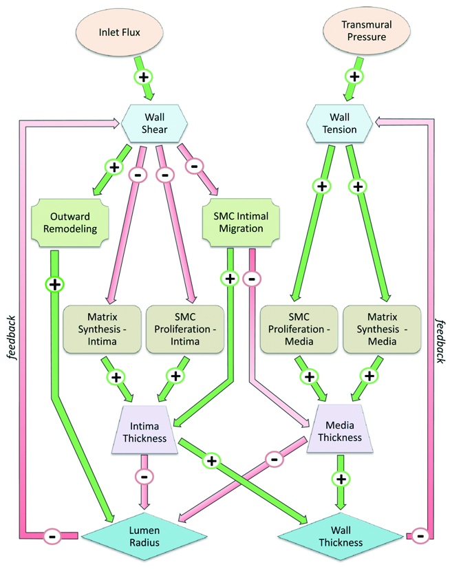 &lt;strong&gt;Figure 2.&lt;/strong&gt; Dynamical system (DS) flow chart illustrating the primary interacting elements in vein graft adaptation. Image courtesy of [4].