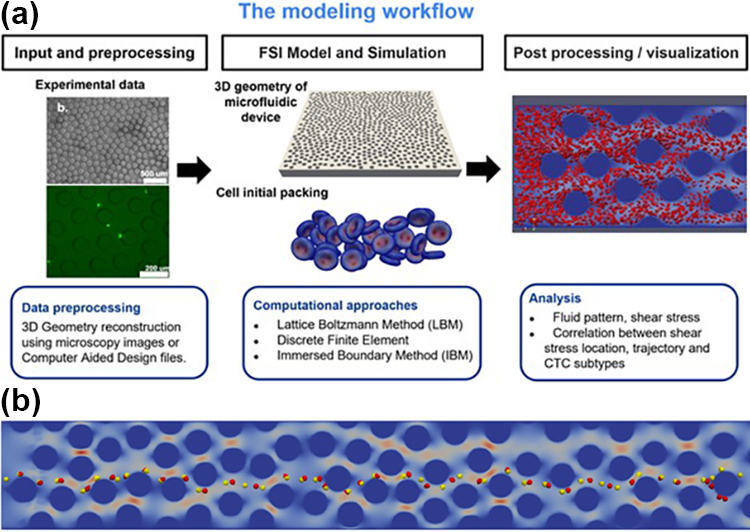 &lt;strong&gt;Figure 2.&lt;/strong&gt; Utilizing &lt;i&gt;in silico&lt;/i&gt; simulations to investigate cell dynamics within the microfluidic device. &lt;strong&gt;2a.&lt;/strong&gt; Modeling workflow for &lt;em&gt;in silico&lt;/em&gt; simulation. &lt;strong&gt;2b.&lt;/strong&gt; Trajectory separation of two types of circulating tumor cells (CTCs): prostate cancer cells (red) and breast cancer cells (yellow). By collecting the trajectory information to train machine learning algorithms, researchers can ultimately develop a tool for CTC classification. Figure courtesy of Yifan Wang.