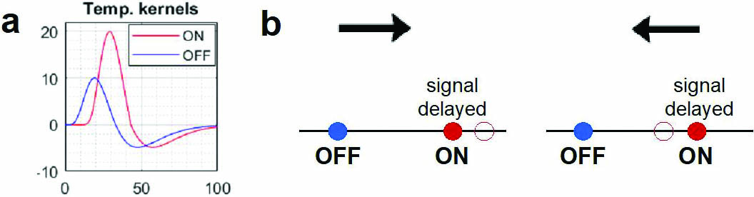 &lt;strong&gt;Figure 3.&lt;/strong&gt; Ingredients of direction selectivity (DS). &lt;strong&gt;3a.&lt;/strong&gt; Temporal kernels of ON and OFF lateral geniculate nucleus (LGN) cells. &lt;strong&gt;3b.&lt;/strong&gt; DS due to delayed arrival of the ON signal. The black arrow indicates the signal’s direction and the solid red and blue dots represent ON and OFF cells. A delayed ON signal shifts the ON cell’s effective location from the solid red circle to the open red circle, thus breaking the left-right symmetry. Figure 3a courtesy of [2], 3b courtesy of the author.