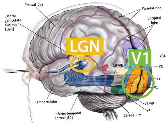 &lt;strong&gt;Figure 1.&lt;/strong&gt; Visual pathway from the retina to the lateral geniculate nucleus (LGN) to the primary visual cortex (V1). Figure adapted by the author.