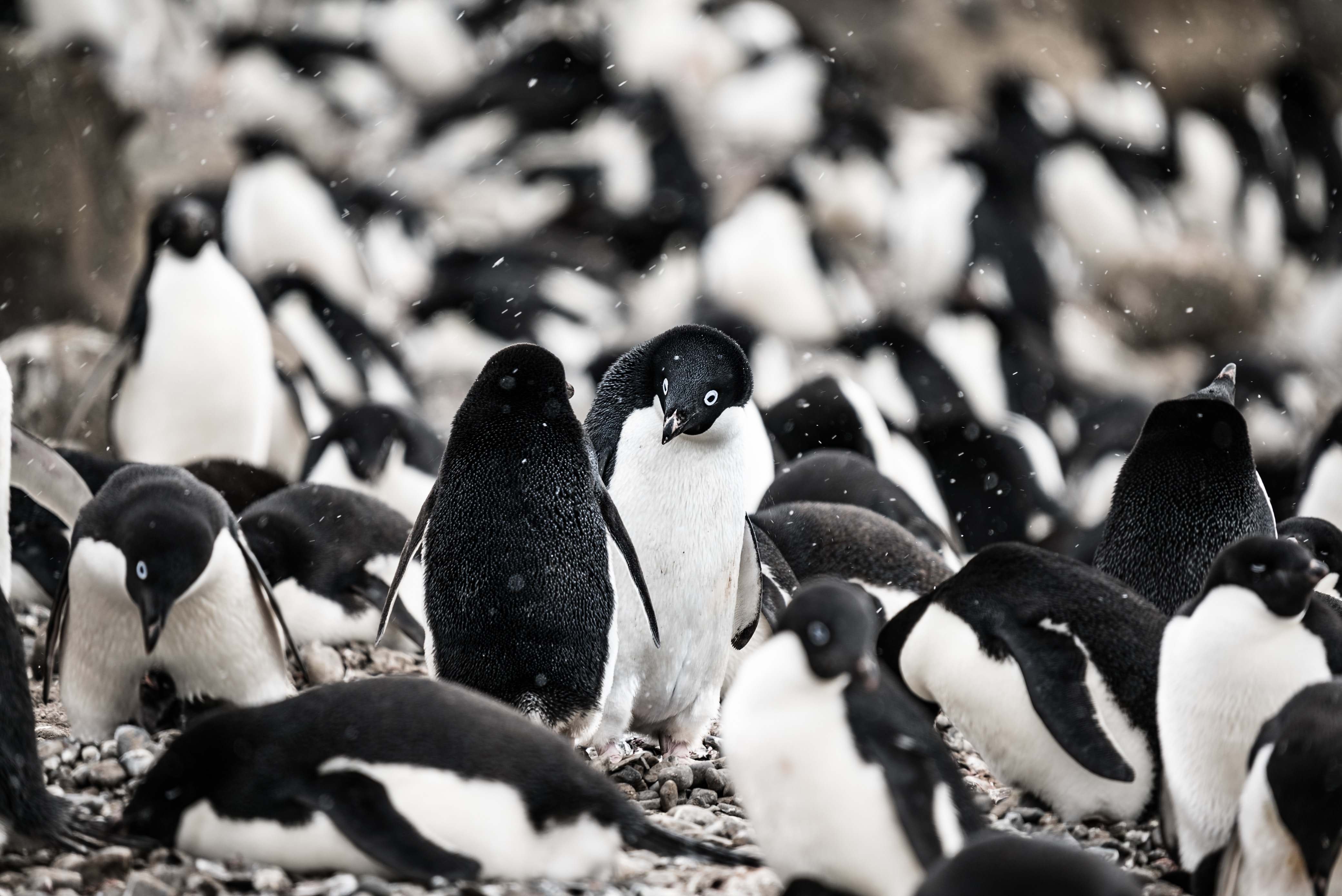 &lt;strong&gt;Figure 1.&lt;/strong&gt; A group of Adélie penguins, some walking and some resting. Not pictured is the tobogganing behavior of Adélie penguins, in which they lie on their stomachs and propel themselves forward with their feet and flippers. Figure courtesy of &lt;a href=&quot;https://unsplash.com/photos/bZvdX5Ysm44&quot; rel=&quot;noopener noreferrer&quot; target=&quot;_blank&quot;&gt;Hubert Neufeld on Unsplash&lt;/a&gt;.