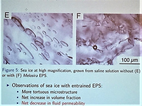 Sea ice with and without algal extracellular polymeric substances show distinct differences in structure and properties.