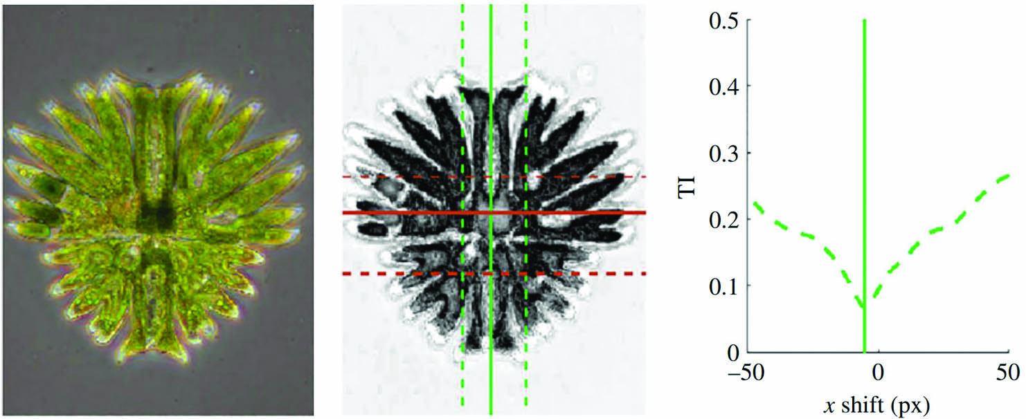 &lt;strong&gt;Figure 2.&lt;/strong&gt; To find the axes of reflection of near-symmetry for a desmid algae, the algorithm adjusts the position of the axes until the transformation information (TI) function reaches a minimum value. Figure adapted from [2].