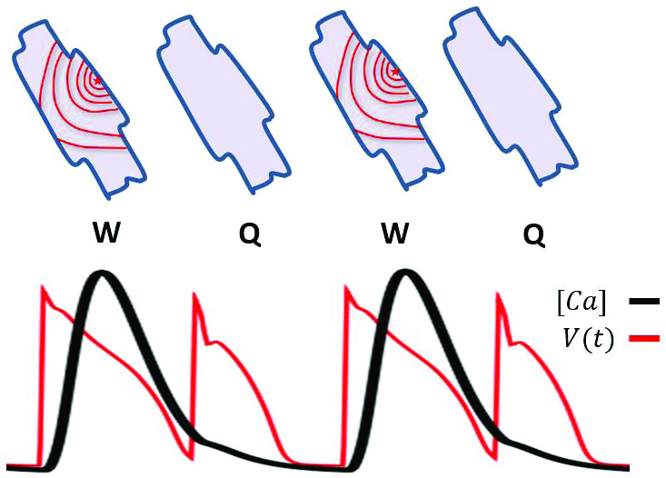 &lt;strong&gt;Figure 1.&lt;/strong&gt; A paced cardiac cell can exhibit a sustained alternating pattern in which a quiescent beat (Q) follows a calcium (Ca) wave (W). A large amount of Ca is released into the cell during the wave, which generates an alternating Ca and voltage signal. Figure courtesy of the authors.