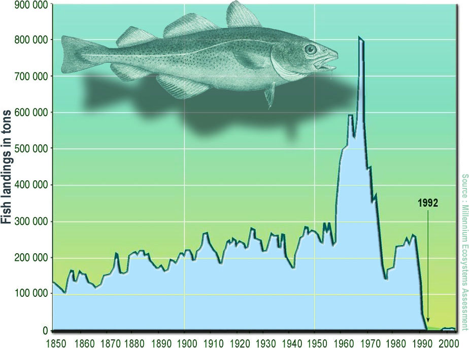 &lt;strong&gt;Figure 1.&lt;/strong&gt; The collapse of Atlantic cod stocks on the east coast of Newfoundland in 1992. Figure courtesy of &lt;a href=&quot;https://commons.wikimedia.org/wiki/File:Surexploitation_morue_surp%C3%AAcheEn.jpg&quot; target=&quot;_blank&quot;&gt;Lamiot/Wikimedia Commons&lt;/a&gt; via the &lt;a href=&quot;https://creativecommons.org/licenses/by-sa/3.0/deed.en&quot; target=&quot;_blank&quot;&gt;Creative Commons Attribution-ShareAlike 3.0 Unported (CC BY-SA 3.0)&lt;/a&gt; license.