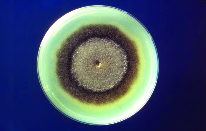 &lt;strong&gt;Figure 1.&lt;/strong&gt; Petri dish culture of the fungus &lt;em&gt;Exserohilum rostratum&lt;/em&gt;, which exhibits concentric growth patterns that are particularly noticeable because of how the cells change color as they age. Public domain image courtesy of the Centers for Disease Control and Prevention/Libero Ajello.