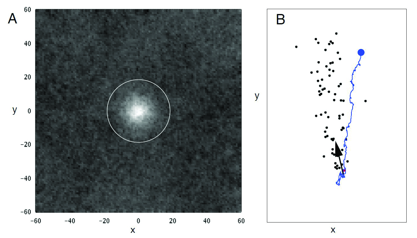 <strong>Figure 2a.</strong> Fraction of time spent at different locations with a Gaussian odor source using the time between events. <strong>2b.</strong> A more sophisticated algorithm for a fly locating an odor in a “particle”-based plume. This shows the fly’s track from the start (blue dot) and a snapshot of the “plume.” Image courtesy of Kathy Nagel.