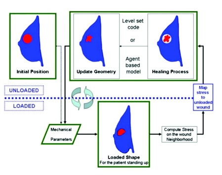 <strong>Figure 2.</strong> Multiscale/multifactorial model of breast-conserving therapy.