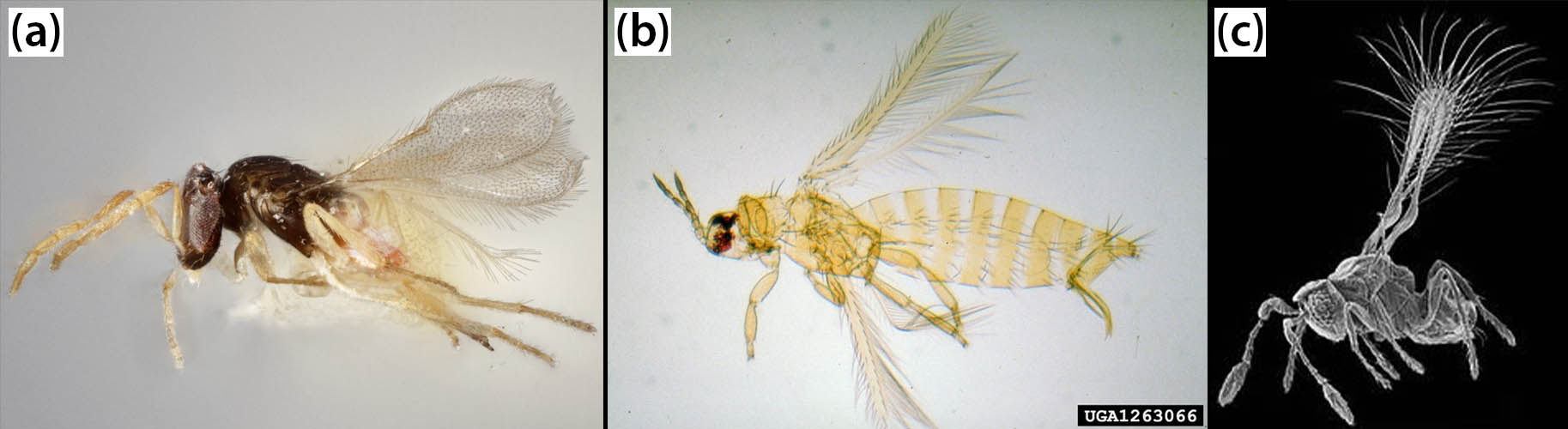 &lt;strong&gt;Figure 1.&lt;/strong&gt; Examples of tiny insects. &lt;strong&gt;1a.&lt;/strong&gt; Parasitoid wasp (&lt;em&gt;Encarsia formosa&lt;/em&gt;). &lt;strong&gt;1b.&lt;/strong&gt; Melon thrip (&lt;em&gt;Thrips palmi&lt;/em&gt;). &lt;strong&gt;1c.&lt;/strong&gt; Fairyfly (&lt;em&gt;Kikiki&lt;/em&gt;). Figure 1a adapted from &lt;a href=&quot;https://www.forestryimages.org/browse/detail.cfm?imgnum=5579230&quot; rel=&quot;noopener noreferrer&quot; target=&quot;_blank&quot;&gt;Forestry Images&lt;/a&gt; photo by Paul Langlois, Museum Collections: Hymenoptera, USDA APHIS PPQ, &lt;a href=&quot;https://www.bugwood.org/index.cfm&quot; rel=&quot;noopener noreferrer&quot; target=&quot;_blank&quot;&gt;Bugwood.org&lt;/a&gt;; Figure 1b adapted from &lt;a href=&quot;https://www.forestryimages.org/browse/detail.cfm?imgnum=1263066&quot; rel=&quot;noopener noreferrer&quot; target=&quot;_blank&quot;&gt;Forestry Images&lt;/a&gt; photo by National Plant Protection Organization, the Netherlands, &lt;a href=&quot;https://www.bugwood.org/index.cfm&quot; rel=&quot;noopener noreferrer&quot; target=&quot;_blank&quot;&gt;Bugwood.org&lt;/a&gt;; and Figure 1c adapted from &lt;a href=&quot;https://commons.wikimedia.org/wiki/File:Kikiki_huna3.jpg&quot; rel=&quot;noopener noreferrer&quot; target=&quot;_blank&quot;&gt;Wikimedia Commons&lt;/a&gt; image by J. Huber and J. Noyes.