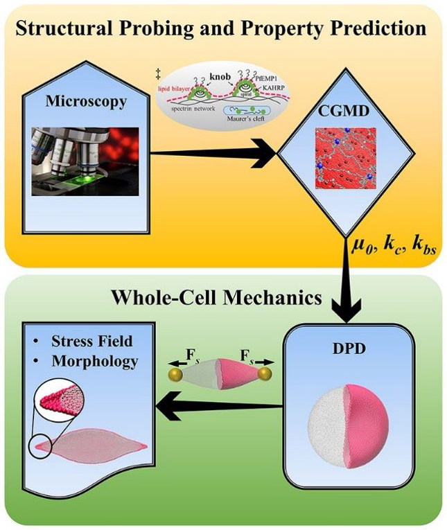 &lt;strong&gt;Figure 1.&lt;/strong&gt; Two-step multiscale framework for red blood cell (RBC) modeling. Image adapted from [1].