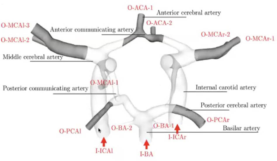 &lt;strong&gt;Figure 2.&lt;/strong&gt; The major arteries within the Circle of Willis, which is the main vessel structure that supplies blood to the brain. Figure courtesy of Sahani Pathiraja.