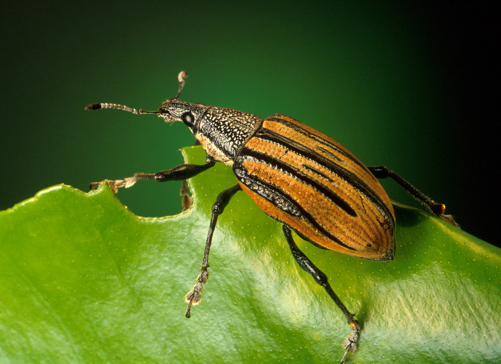 &lt;strong&gt;Figure 1.&lt;/strong&gt; The Diaprepes root weevil is an invasive herbivore that impacts citrus-growing regions of the U.S. Figure courtesy of the U.S. Department of Agriculture and Flickr under the &lt;a href=&quot;https://creativecommons.org/licenses/by/2.0/legalcode&quot;&gt;Attribution 2.0 Generic (CC BY 2.0) license&lt;/a&gt;.