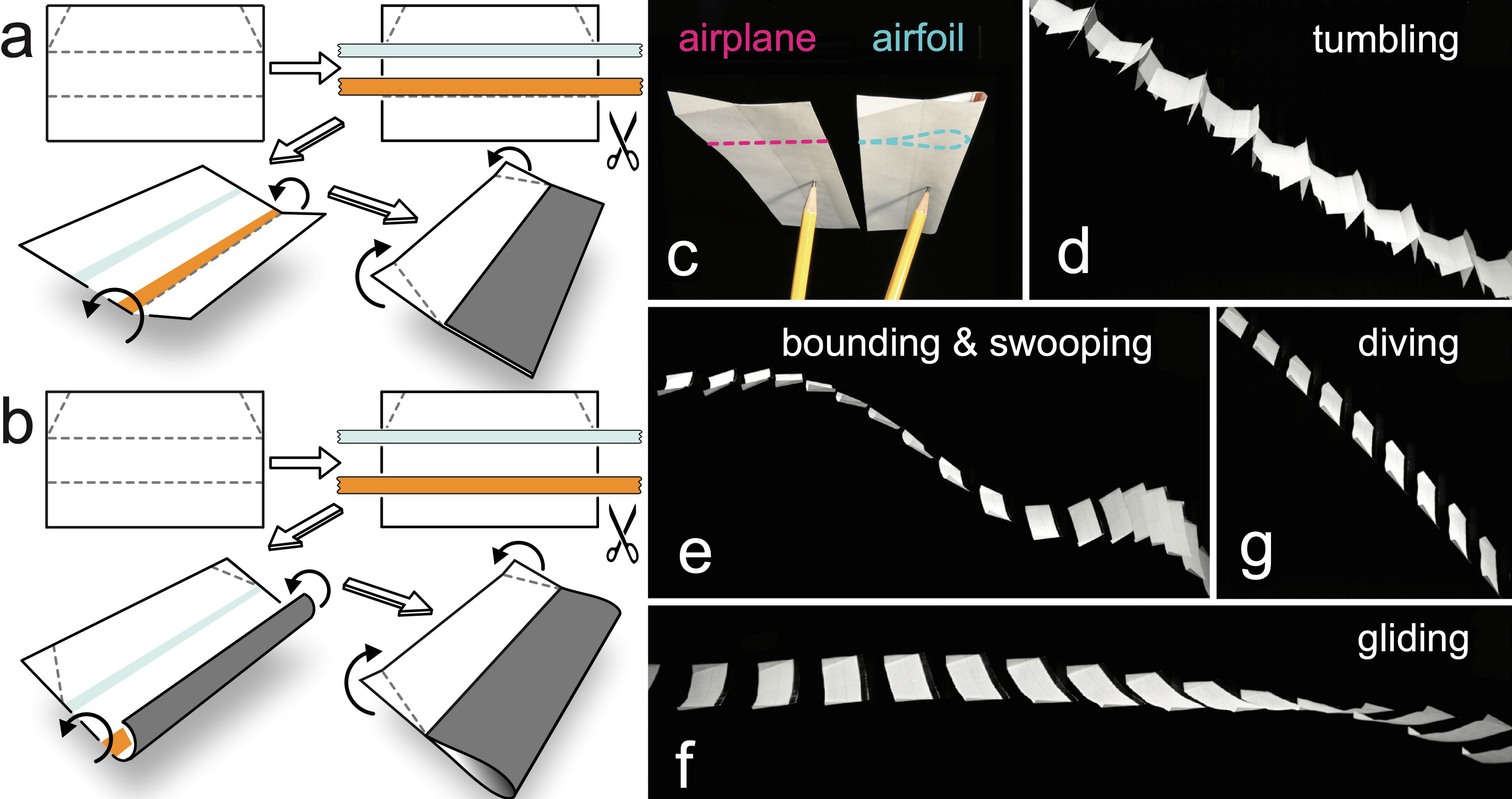 &lt;strong&gt;Figure 1.&lt;/strong&gt; Folding and flying paper airplanes and airfoils. &lt;strong&gt;1a.&lt;/strong&gt; Instructions for making a thin planar sheet of rectangular planform. Adding copper tape displaces the center of mass (CoM) towards the leading edge, which is folded over and affixed with double-sided tape. Side fins may be useful to prevent lateral motion. &lt;strong&gt;1b.&lt;/strong&gt; Instructions for making a paper airfoil. &lt;strong&gt;1c.&lt;/strong&gt; Examples of finished products that are weighted such that the CoM or balance point is near the quarter-chord point. &lt;strong&gt;1d-1g.&lt;/strong&gt; Flight modes for paper planes with different CoM values; the images are overlaid frames from videos. Tumbling, bounding, swooping, and diving are displayed by planes and foils, whereas gliding is achieved only by planes. Figures 1a-1c courtesy of the authors, and Figures 1d-1g adapted from [4].