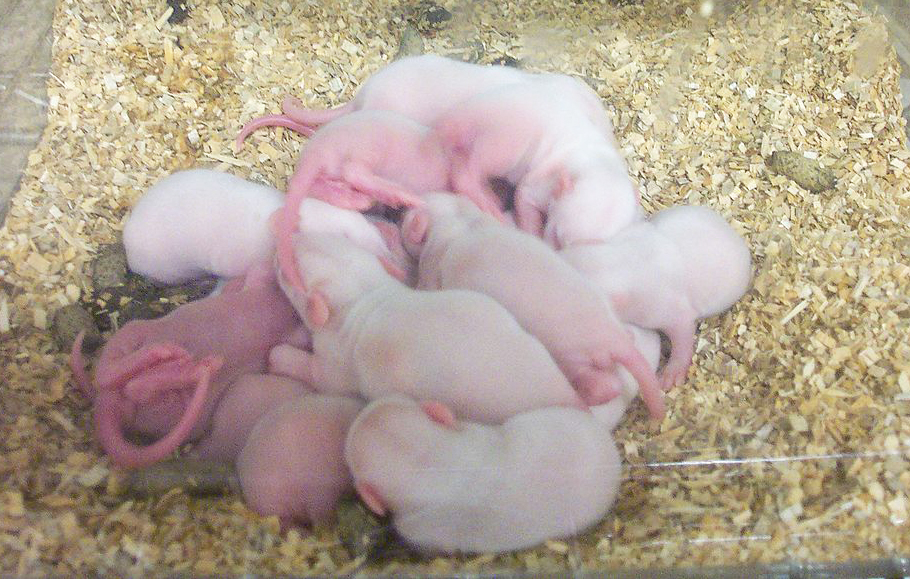 &lt;strong&gt;Figure 2.&lt;/strong&gt; Rat pups huddle for warmth by burrowing towards the center of the pack. Figure courtesy of &lt;a href=&quot;https://commons.wikimedia.org/wiki/Category:Albino_rats#/media/File:Neonatal_rats_huddle.jpg&quot; target=&quot;_blank&quot;&gt;Wikimedia Commons&lt;/a&gt; via the &lt;a href=&quot;https://creativecommons.org/licenses/by-sa/2.5&quot; target=&quot;_blank&quot;&gt;Creative Commons Attribution-ShareAlike 2.5 Generic license&lt;/a&gt;.