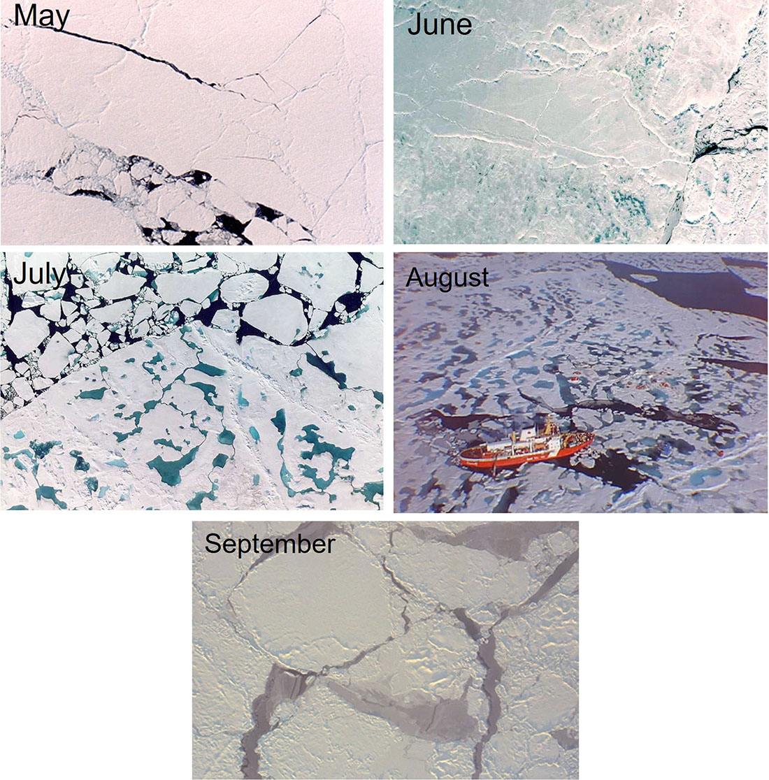 <strong>Figure 1.</strong> The seasonal evolution of sea ice. The blue areas in July and August are melt ponds, where meltwater collects on the surface of the ice; the black areas are ocean. Figure courtesy of the author.