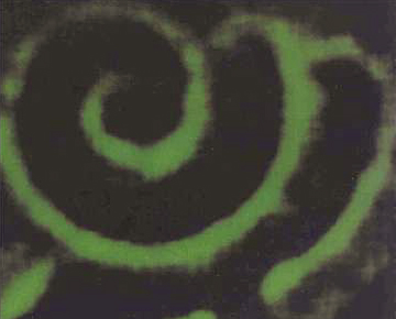 &lt;strong&gt;Figure 3.&lt;/strong&gt; Calcium waves in the oocytes (reproductive cells) of African clawed frogs. Image courtesy of [1].