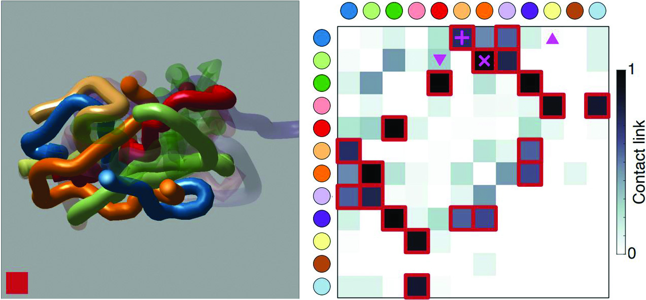 &lt;strong&gt;Figure 2.&lt;/strong&gt; A mapping of the contact between worms that was created via ultrasound imaging, and a corresponding representation of the contact link matrix \(cL\). The colors of the row and column labels correspond to the worms in the tangle, and the bounded squares indicate strong correlations. Figure courtesy of [1].