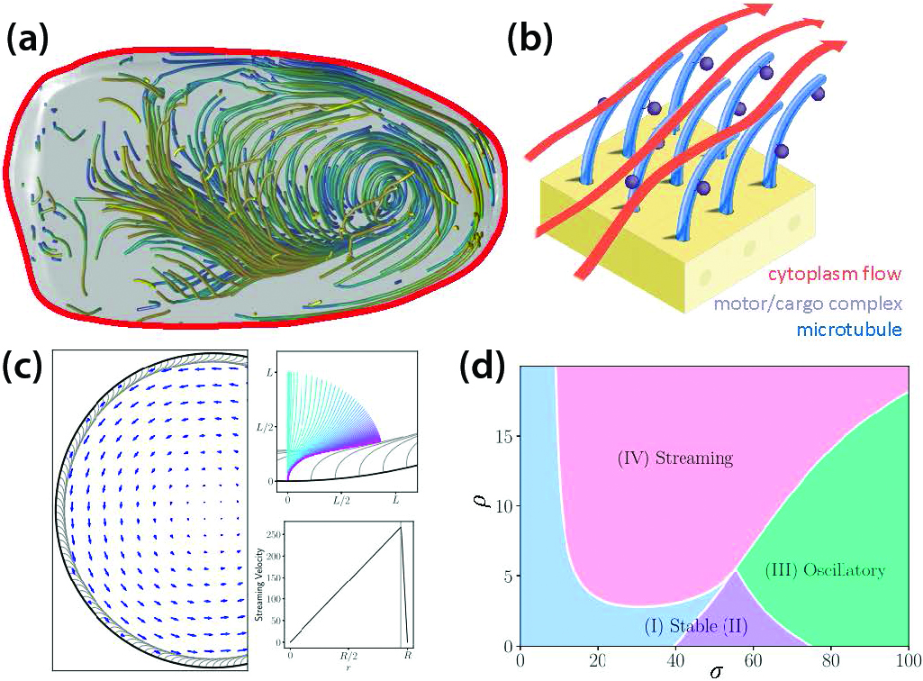 &lt;strong&gt;Figure 2.&lt;/strong&gt; Internal flows within the developing egg (oocyte) of the fruit fly. &lt;strong&gt;2a.&lt;/strong&gt; Measured streamlines of cytoplasmic flows in the oocyte. &lt;strong&gt;2b.&lt;/strong&gt; A schematic of kinesin-1 motors carrying cargos up peripherally bound microtubules and generating flow. &lt;strong&gt;2c.&lt;/strong&gt; A bed of motor-laden microtubules undergoes a collective bending instability and produces a steady streaming flow. &lt;strong&gt;2d.&lt;/strong&gt; Phase diagram that shows the nature of flow instabilities as a function of dimensionless motor forcing \(\sigma\) and microtubule density \(\rho\). Microscopy data for 2a supplied by Wen Lu and Vladimir Gelfand and analyzed by Reza Farhadifar and Sayantan Dutta. Figure 2b courtesy of Reza Farhadifar, and Figures 2c and 2d adapted from [10] and courtesy of David Stein.