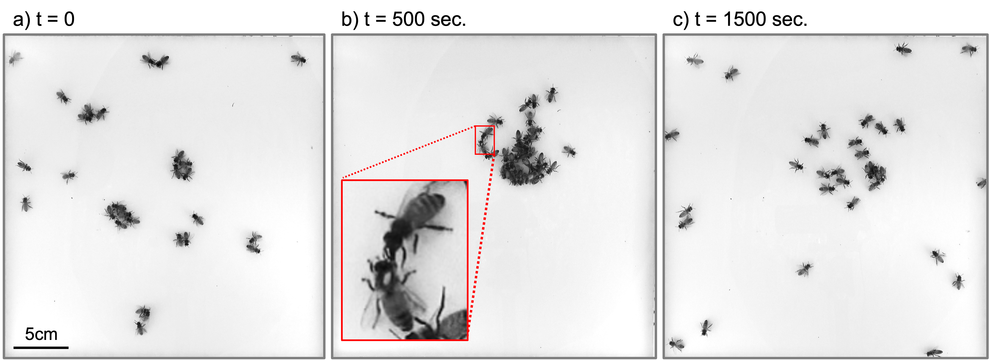 &lt;strong&gt;Figure 1.&lt;/strong&gt; Experimental setup in three phases. &lt;strong&gt;1a.&lt;/strong&gt; Setup with only food-deprived honeybees. &lt;strong&gt;1b.&lt;/strong&gt; Setup two minutes after the introduction of donor bees. &lt;strong&gt;1c.&lt;/strong&gt; Setup 25 minutes after the introduction of donor bees. Figure courtesy of the Peleg labeetory.