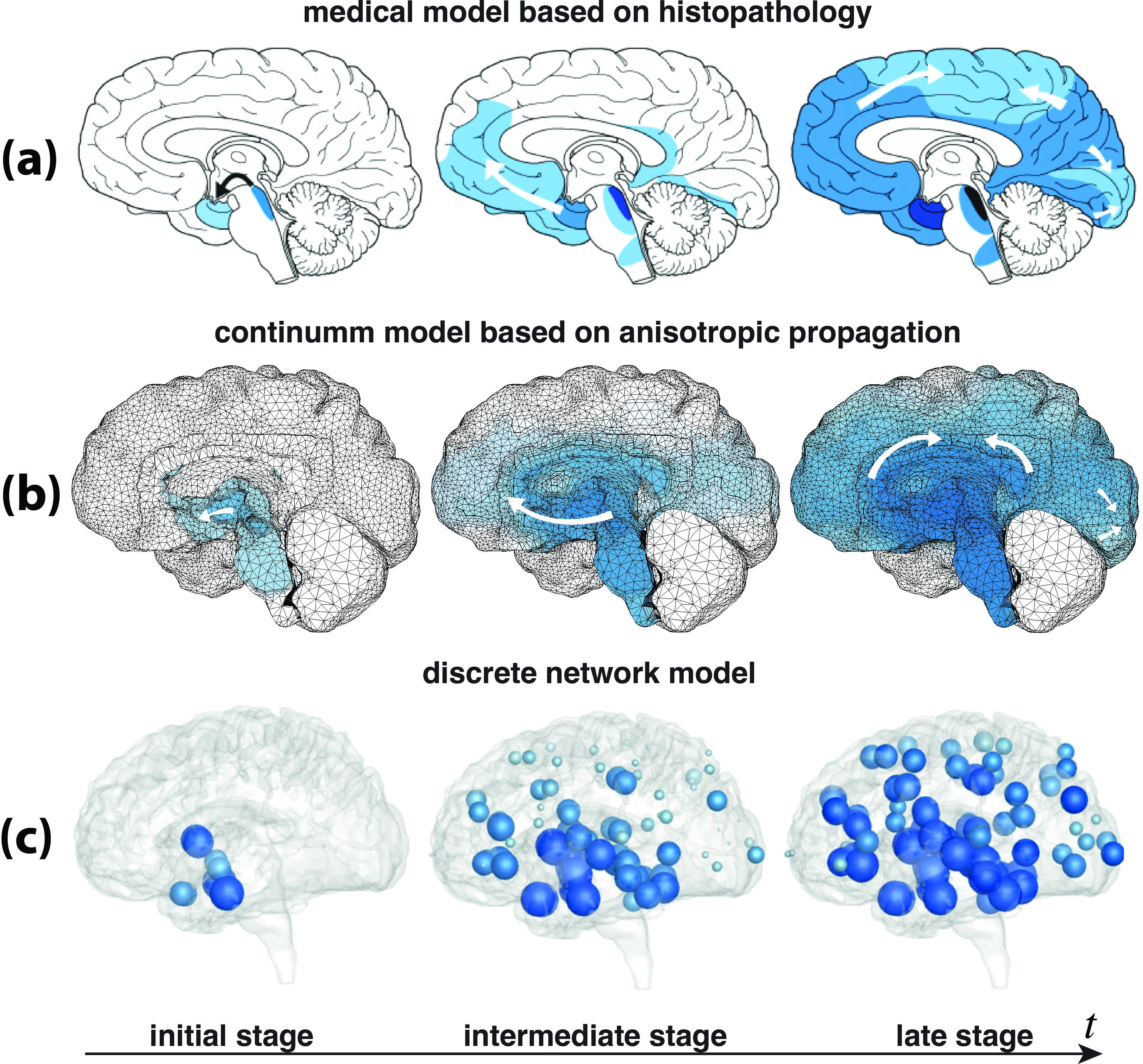 &lt;strong&gt;Figure 1.&lt;/strong&gt; Progression of toxic tau proteins in the brain. &lt;strong&gt;1a.&lt;/strong&gt; Medical staging based on histopathology (the analysis of postmortem brain slices). &lt;strong&gt;1b.&lt;/strong&gt; Simulation of the anisotropic Fisher-Kolmogorov-Petrovsky-Piskunov (Fisher-KPP) model with the initial value in the entorhinal cortex. &lt;strong&gt;1c.&lt;/strong&gt; Simulation of the network Fisher-KPP model with initial seeding at the entorhinal node. Figure adapted from [3].