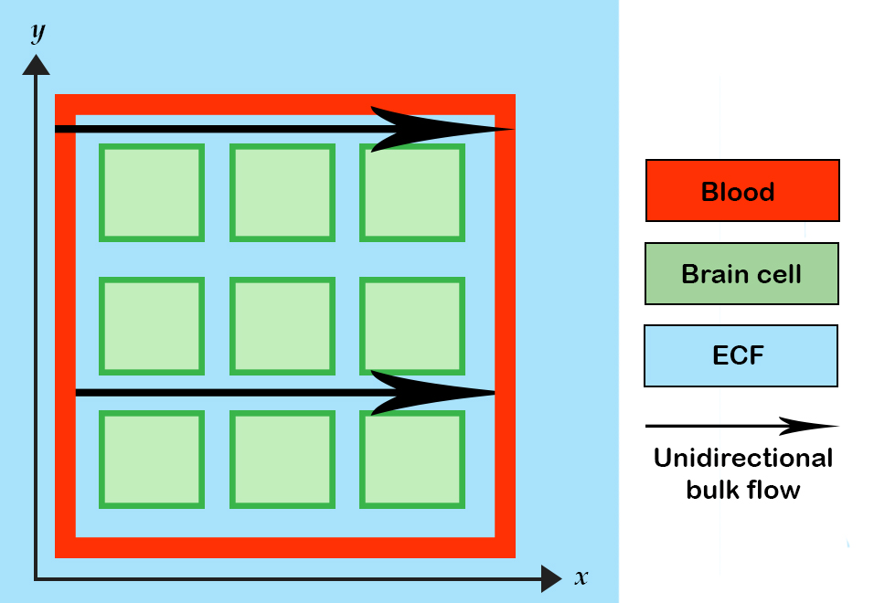 <strong>Figure 3.</strong> The two-dimensional unit of extracellular fluid, which contains cells with receptors and is bounded by blood capillaries. Concept for figure provided by Vivi Rottschäfer.