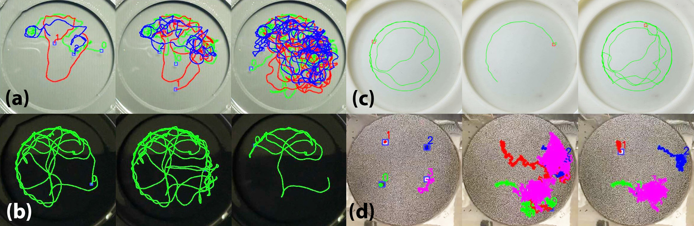 &lt;strong&gt;Figure 2.&lt;/strong&gt;Sample trajectories of multiple walkers and granular intruders. &lt;strong&gt;2a.&lt;/strong&gt; Standard lighting for three droplets. &lt;strong&gt;2b.&lt;/strong&gt; Single walker with the lights turned off. &lt;strong&gt;2c.&lt;/strong&gt; Single walker with extreme light saturation. &lt;strong&gt;2d.&lt;/strong&gt; Four granular intruders. Figure adapted from [8].