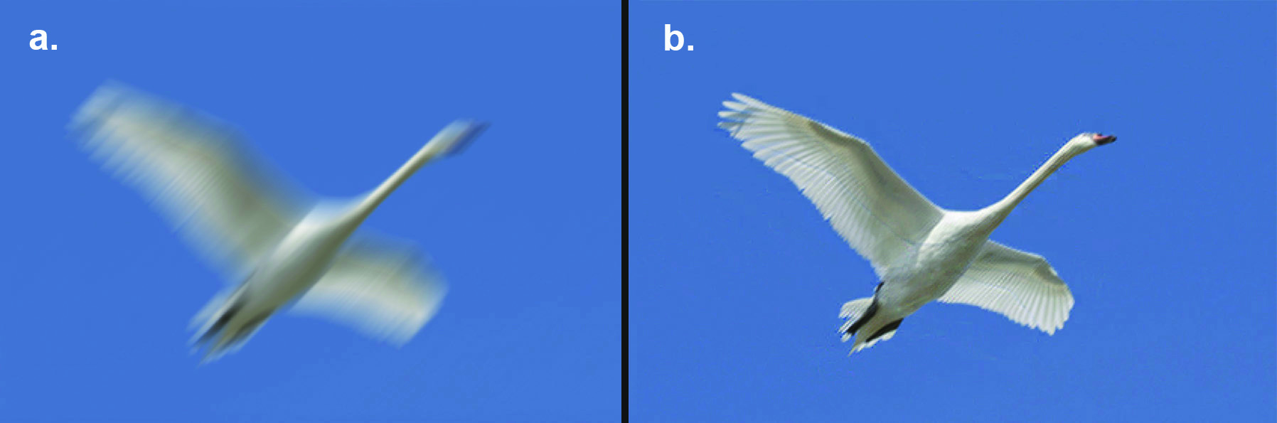<strong>Figure 2.</strong> Blind deconvolution. <strong>2a.</strong> Blurred image of a flying swan with unknown blurring kernel. <strong>2b.</strong> Recovered image via regularized gradient descent method. Original unblurred image (not pictured) courtesy of Steve Byland.