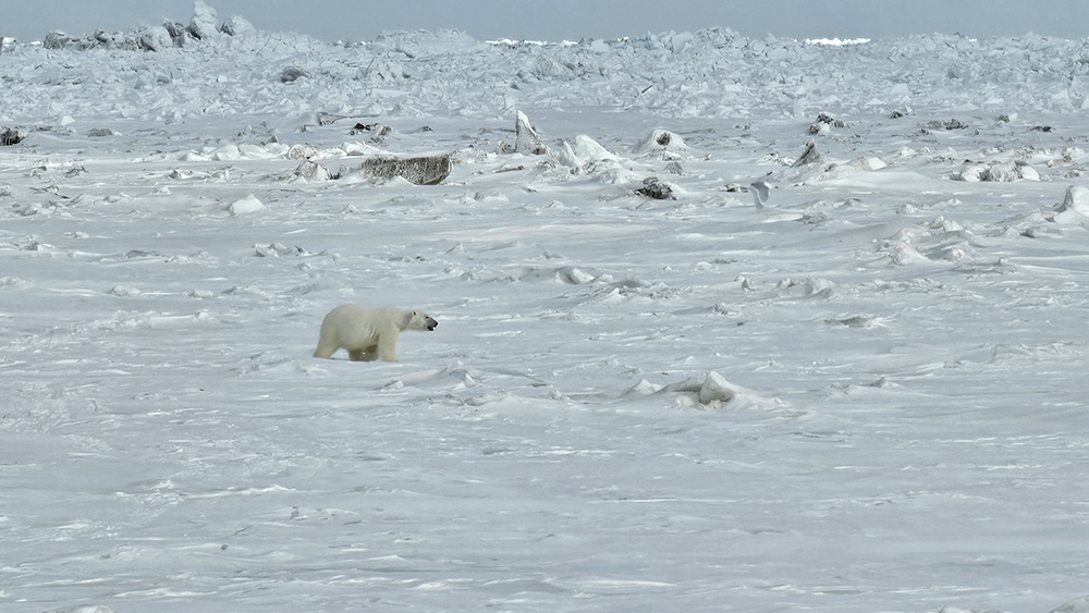 &lt;strong&gt;Figure 3.&lt;/strong&gt; Poloar bear in Utqiagvik, Alaska. Photo courtesy of Ken Golden.