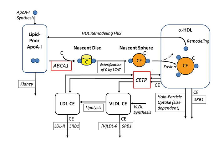 &lt;strong&gt;Figure 1. &lt;/strong&gt;Schematic diagram of LMK model by J. Lu et al. [3]. See text for details of HDL formation and HDL-C-raising mechanisms (CETP inhibition and ABCA1 up-regulation).