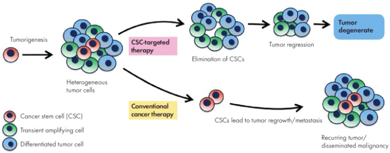 &lt;strong&gt;Figure 1.&lt;/strong&gt; Conventional versus cancer stem cell (CSC)-targeted therapy. CSCs (in red) self-renew and differentiate, thereby creating transient amplifying cells (in green), fully differentiated tumor cells (in blue), and more CSCs. Conventional therapies primarily impact nontumorigenic cancer cells and can result in tumor reduction, but they cannot eliminate CSCs. Targeting CSCs can lead to long-term tumor regression. Figure courtesy of [6].
