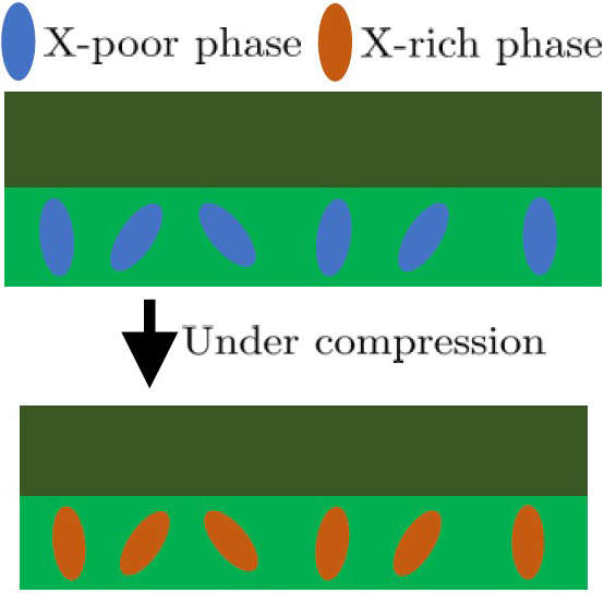 &lt;strong&gt;Figure 4.&lt;/strong&gt; The process by which localized and long-range feedback is engineered in a morphogenetic interface (MINT) layer, which requires both sensing and actuation. Sensing occurs due to inclusions that are designed to undergo a transition when compressed (a function of MINT curvature). Actuation happens because of an atom or molecule X—which we term the &lt;em&gt;morphogen&lt;/em&gt;—whose concentration can change the ionic conductivity, for example, and therefore modify growth accordingly. The transition from an X-rich to an X-poor phase triggers the release of these morphogens, which can diffuse to neighboring regions and cause longer range feedback. Figure courtesy of the author.