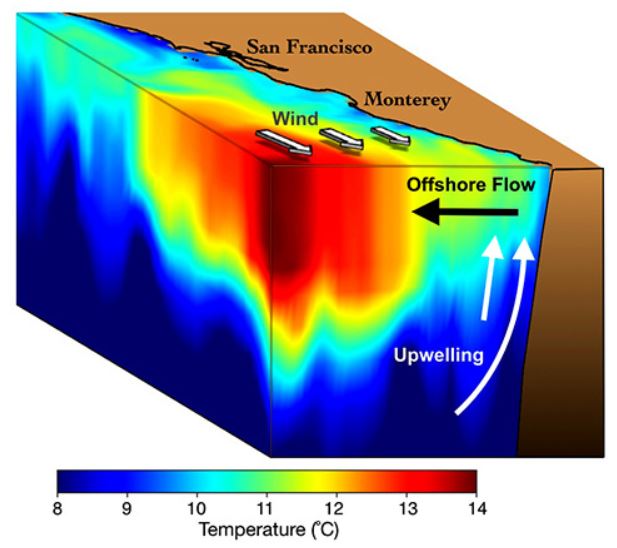 <strong>Figure 1.</strong> During upwelling, cold, nutrient-rich water rises from the depths of the ocean to the surface. This causes phytoplankton blooms. Image courtesy of NOAA Fisheries.