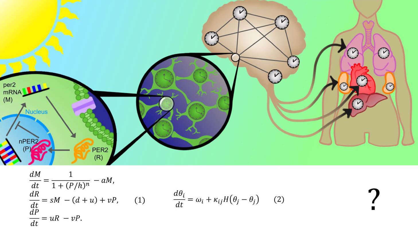 &lt;strong&gt;Figure 1.&lt;/strong&gt; The mammalian brain contains many circadian clocks that can communicate with one another to form a distributed network. Activity in brain regions that contain these clocks may alter the clock network and the internal representation of time that it controls. A critical hub of this network is the suprachiasmatic nucleus (SCN), which receives light signals from the retina and synchronizes the network to the external cycle of day and night. The SCN itself is also a network of clock cells that are synchronized into a coherent clock by action potentials and gap junctions. A network of genes and proteins is present within each individual clock cell. The core oscillatory mechanism of the clocks is a negative feedback loop, such as the simplified &lt;i&gt;per2&lt;/i&gt; loop shown in \((1)\). The &lt;i&gt;per2&lt;/i&gt; gene is transcribed into &lt;i&gt;per2&lt;/i&gt; mRNA (\(M\)), which is translated into its protein product PER2 (\(R\)). Various biological processes transport PER2 into the nucleus nPER2 (\(P\)), where it inhibits the initial transcription step and closes the feedback loop. A plethora of mathematical models describe this process, with \((1)\) being among the simplest [6]. At a less granular level, coupled oscillator theory has greatly advanced our understanding of the clock cell network; even simple phase models like \((2)\) can reveal much about the cellular network’s structure and dynamics. At an even larger scale, an organism-wide circadian network likely exists. Multiple organs contain circadian clocks, and the SCN orchestrates at least some of them. The degree to which biological clocks interact with each other and with the brain’s circadian clocks is still unclear, and no qualitative understanding of an organism-wide clock network is evident (represented as the “?”). Figure courtesy of Jake Ahern.